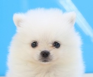 埼玉県のポメラニアン (かねだい草加店/2025年5月31日生まれ/男の子/ホワイト)の子犬の2枚目の画像