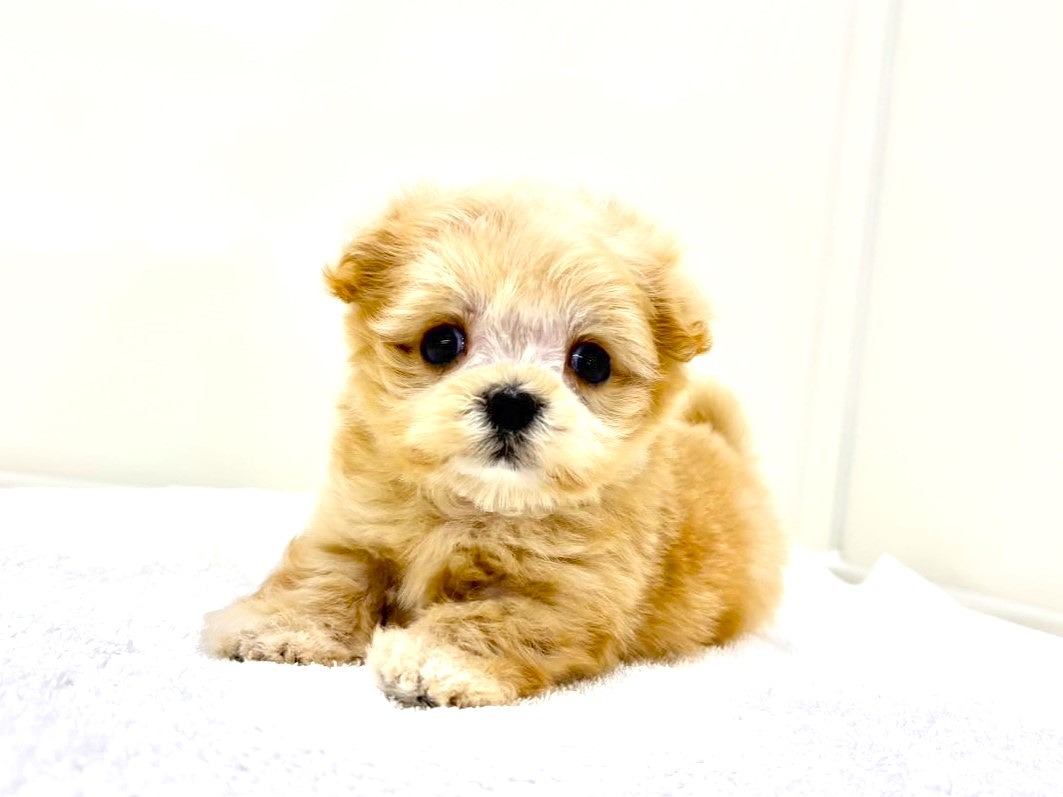トイプーママ❤️ 価格の安いMIX犬（父：マルチーズ 母：トイプードル）♀極上