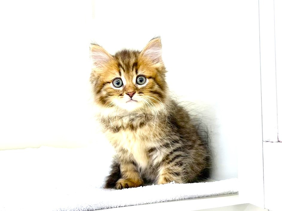 東京都のミヌエット (かねだい本町田店/2025年5月28日生まれ/男の子/ブラウンタビー)の子猫の3枚目の画像