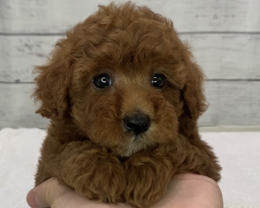 千葉県のトイプードル(トイ) (かねだい千葉店/2025年6月1日生まれ/女の子/レッド)の子犬の1枚目の画像