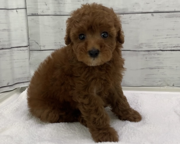 千葉県のトイプードル(トイ) (かねだい千葉店/2025年6月1日生まれ/女の子/レッド)の子犬の2枚目の画像