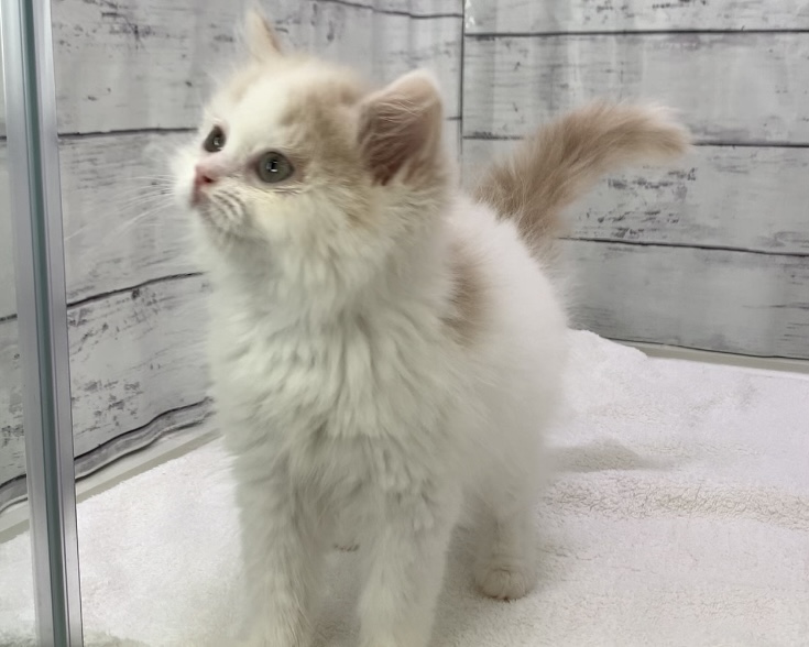 千葉県のサイベリアン (かねだい千葉店/2025年5月31日生まれ/男の子/カメオホワイト)の子猫の2枚目の画像