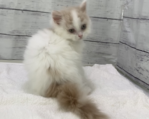 千葉県のサイベリアン (かねだい千葉店/2025年5月31日生まれ/男の子/カメオホワイト)の子猫の3枚目の画像