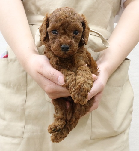 神奈川県のトイプードル(トイ) (かねだい伊勢原店/2025年5月31日生まれ/男の子/レッド)の子犬