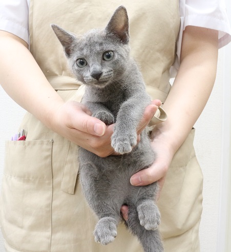 神奈川県のロシアンブルー (かねだい伊勢原店/2025年5月30日生まれ/女の子/ブルー)の子猫