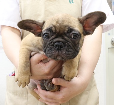 神奈川県のフレンチブルドッグ (かねだい伊勢原店/2025年5月18日生まれ/男の子/フォーン)の子犬