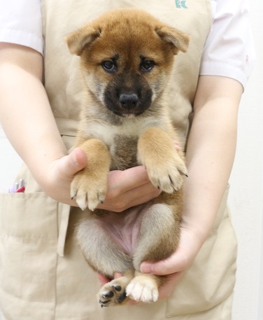 神奈川県の柴犬(標準サイズ) (かねだい伊勢原店/2025年5月29日生まれ/女の子/赤)の子犬