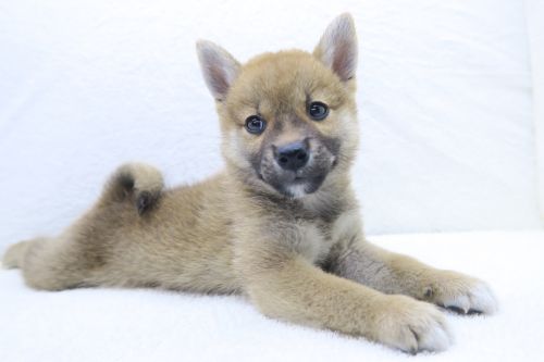 神奈川県の柴犬(標準サイズ) (かねだい海老名店/2025年5月29日生まれ/女の子/赤)の子犬の3枚目の画像
