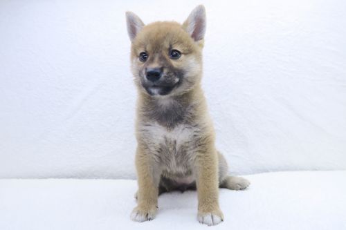 神奈川県の柴犬(標準サイズ) (かねだい海老名店/2025年5月29日生まれ/女の子/赤)の子犬の2枚目の画像
