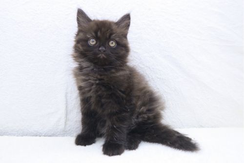 神奈川県のサイベリアン (かねだい海老名店/2025年5月31日生まれ/男の子/ブラック)の子猫の1枚目の画像