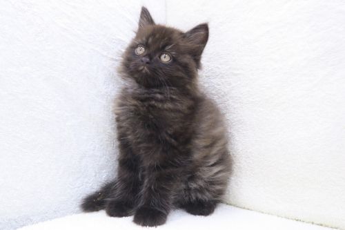 神奈川県のサイベリアン (かねだい海老名店/2025年5月31日生まれ/男の子/ブラック)の子猫の2枚目の画像