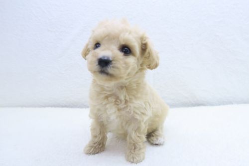 神奈川県のビションプー(ビションフリーゼ×プードル) (かねだい海老名店/2025年5月29日生まれ/女の子/アプリコット)の子犬の1枚目の画像