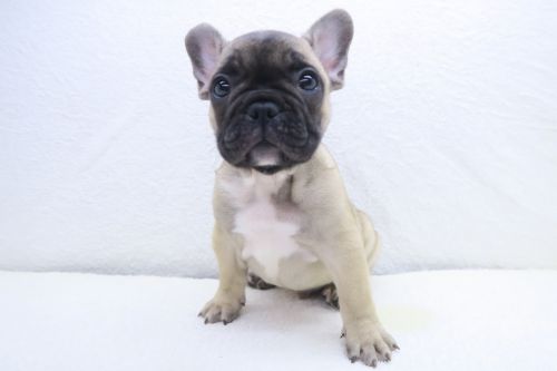 神奈川県のフレンチブルドッグ (かねだい海老名店/2025年6月1日生まれ/男の子/フォーン)の子犬の1枚目の画像