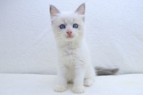 神奈川県のラグドール (かねだい海老名店/2025年5月26日生まれ/男の子/ブルーポイントバイカラー)の子猫の1枚目の画像
