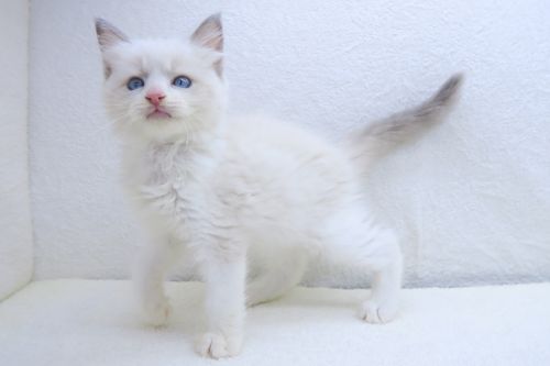 神奈川県のラグドール (かねだい海老名店/2025年5月26日生まれ/男の子/ブルーポイントバイカラー)の子猫の3枚目の画像