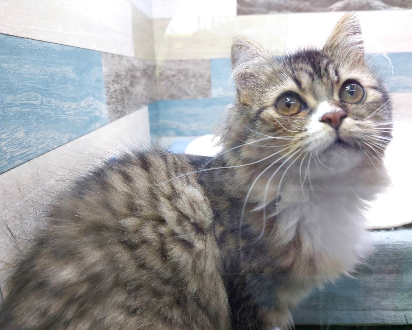 茨城県のハーフ猫・ミックス猫 (かねだいペットトライアル利根川/2025年2月24日生まれ/女の子/ブラウンタビーホワイト)の子猫の1枚目の画像