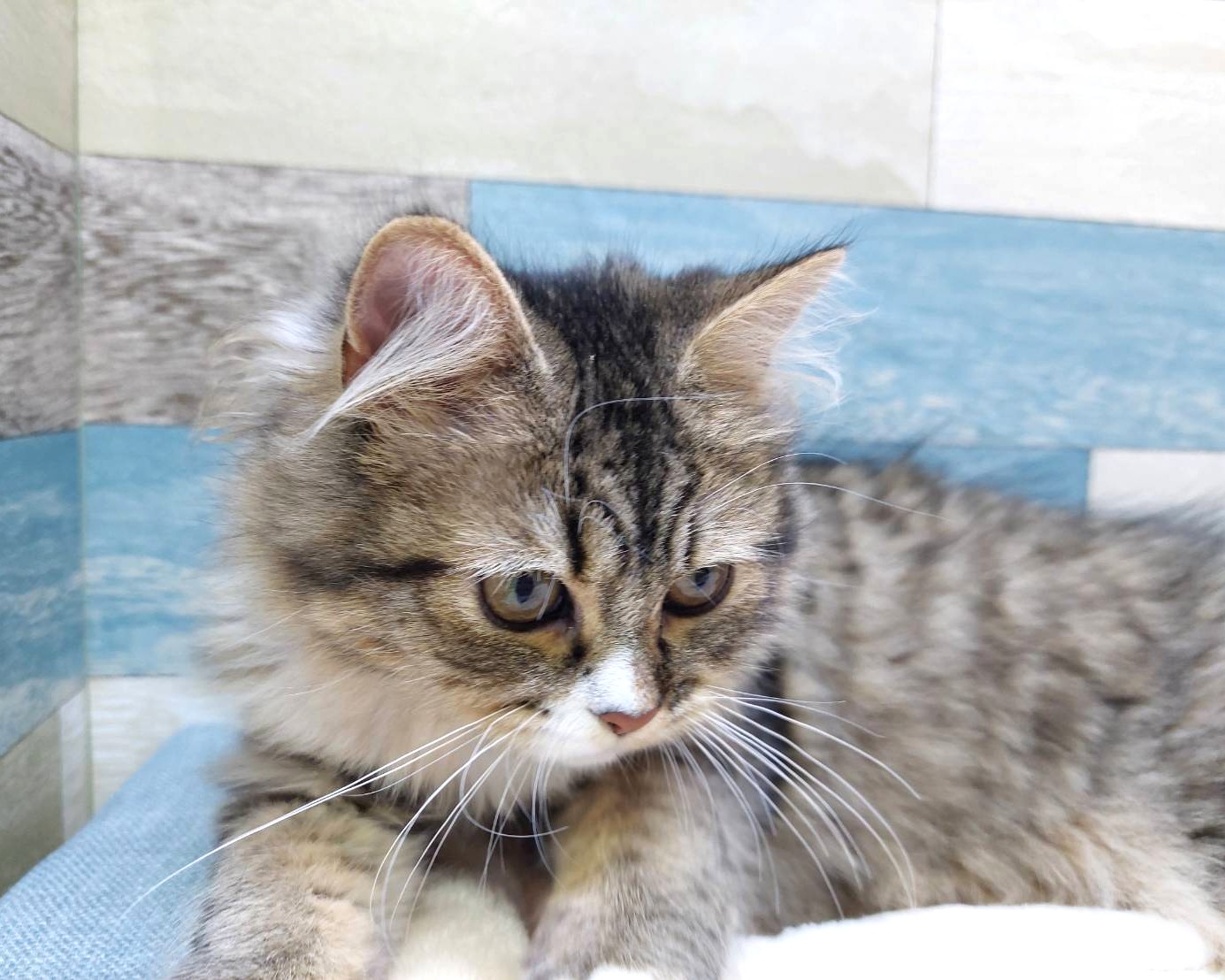 茨城県のハーフ猫・ミックス猫 (かねだいペットトライアル利根川/2025年2月24日生まれ/女の子/ブラウンタビーホワイト)の子猫の3枚目の画像