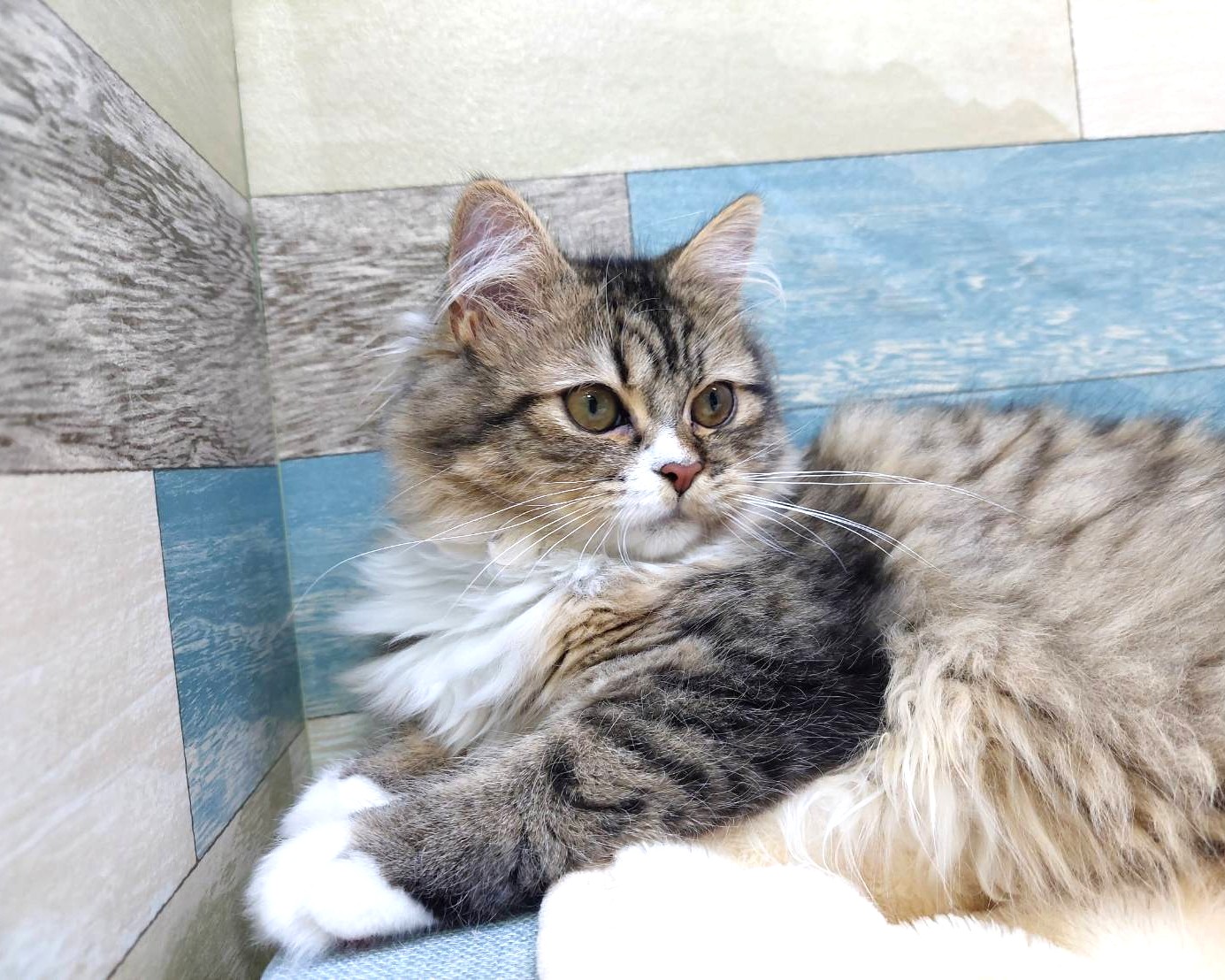 茨城県のハーフ猫・ミックス猫 (かねだいペットトライアル利根川/2025年2月24日生まれ/女の子/ブラウンタビーホワイト)の子猫の2枚目の画像