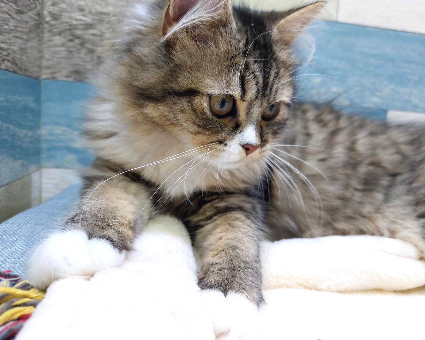 茨城県のハーフ猫・ミックス猫 (かねだいペットトライアル利根川/2025年2月24日生まれ/女の子/ブラウンタビーホワイト)の子猫の4枚目の画像
