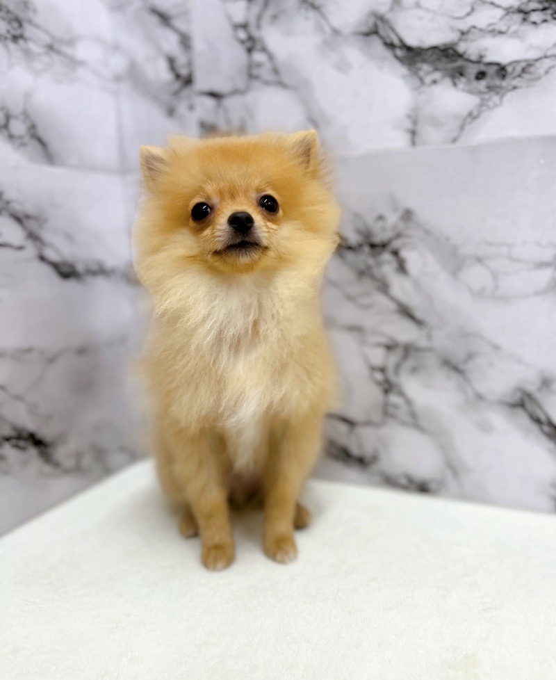 神奈川県のポメラニアン (かねだい東戸塚店/2025年3月28日生まれ/男の子/オレンジ)の子犬の1枚目の画像