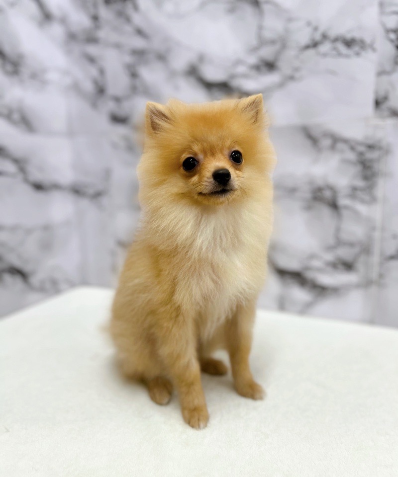 神奈川県のポメラニアン (かねだい東戸塚店/2025年3月28日生まれ/男の子/オレンジ)の子犬の2枚目の画像