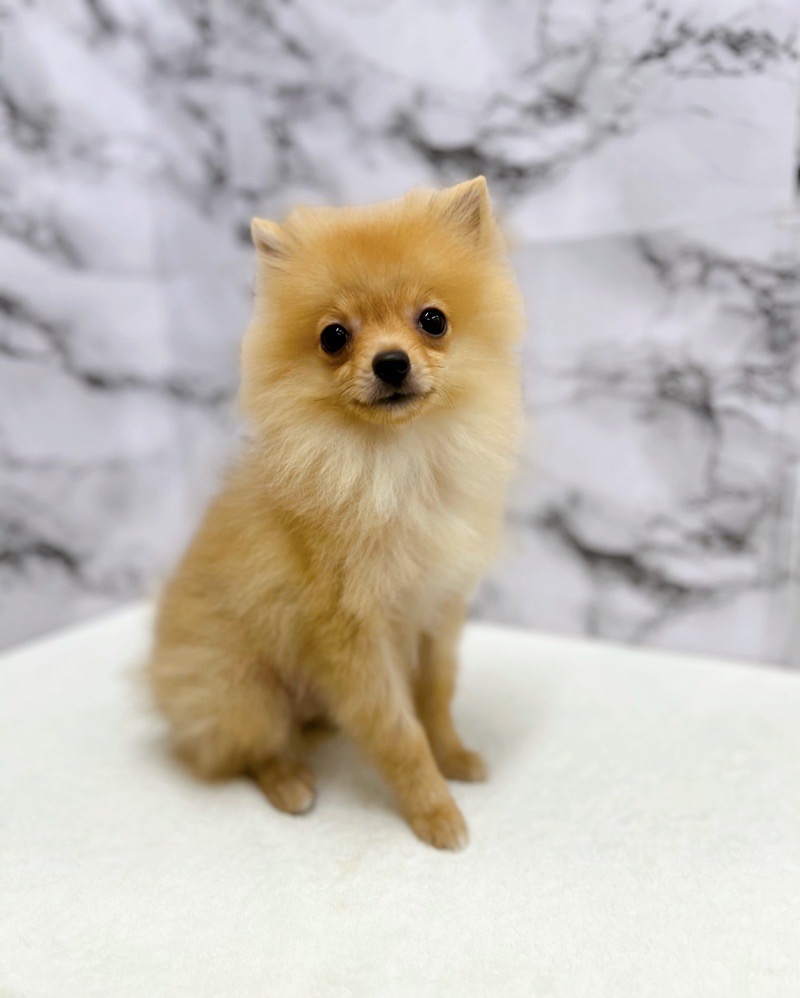 神奈川県のポメラニアン (かねだい東戸塚店/2025年3月28日生まれ/男の子/オレンジ)の子犬の3枚目の画像