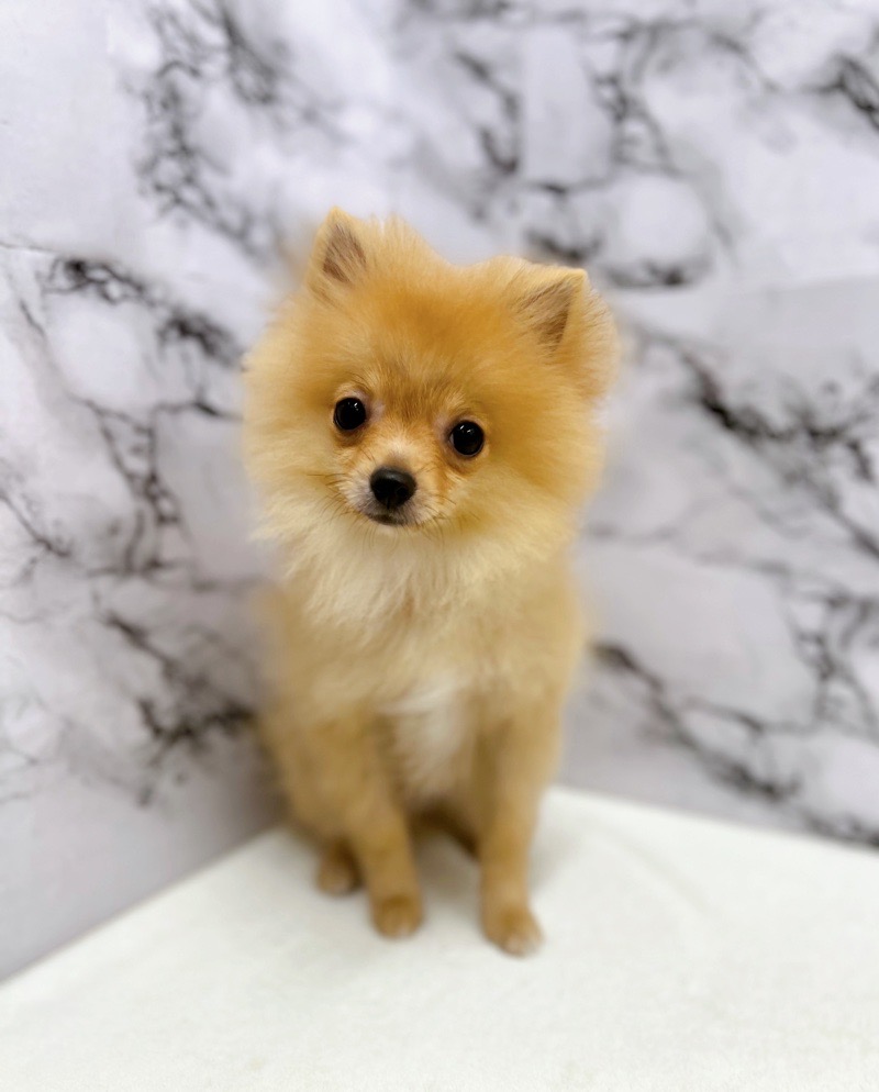 神奈川県のポメラニアン (かねだい東戸塚店/2025年3月28日生まれ/男の子/オレンジ)の子犬の4枚目の画像