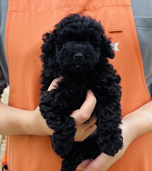 神奈川県のトイプードル(トイ) (かねだい伊勢原店/2025年6月3日生まれ/男の子/ブラック)の子犬
