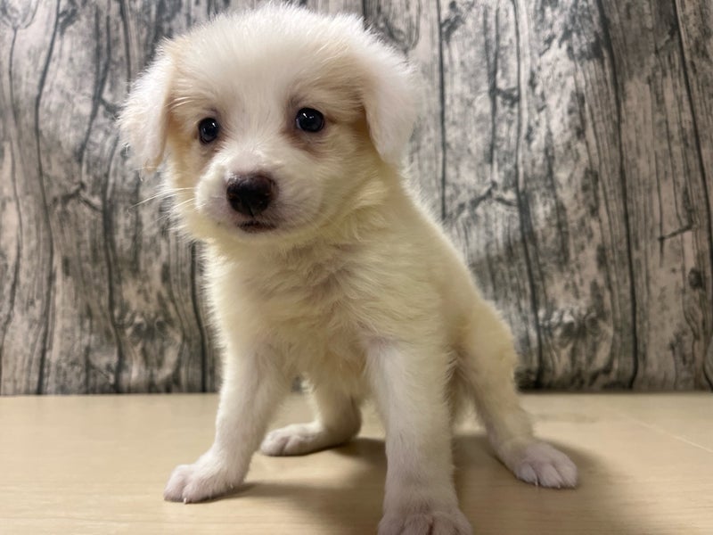 埼玉県のボーダーコリー (かねだいアクアパーク店/2025年6月3日生まれ/男の子/レッドホワイト)の子犬