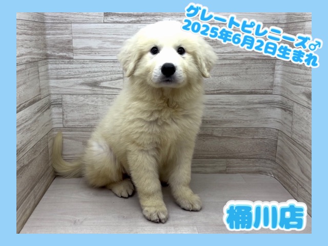 埼玉県のグレートピレニーズ (かねだい桶川店/2025年6月2日生まれ/男の子/ホワイト)の子犬の1枚目の画像