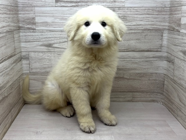 埼玉県のグレートピレニーズ (かねだい桶川店/2025年6月2日生まれ/男の子/ホワイト)の子犬の2枚目の画像