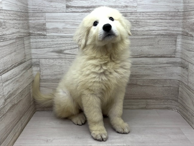 埼玉県のグレートピレニーズ (かねだい桶川店/2025年6月2日生まれ/男の子/ホワイト)の子犬の3枚目の画像