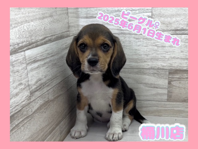 埼玉県のビーグル (かねだい桶川店/2025年6月1日生まれ/女の子/ブラックタンホワイト)の子犬の1枚目の画像