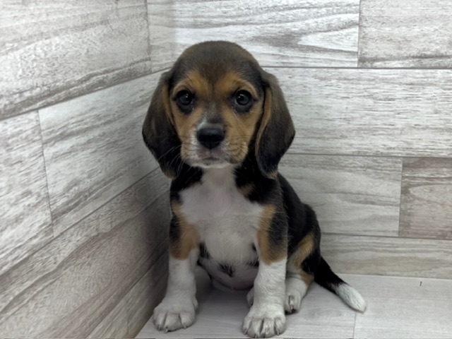 埼玉県のビーグル (かねだい桶川店/2025年6月1日生まれ/女の子/ブラックタンホワイト)の子犬の2枚目の画像