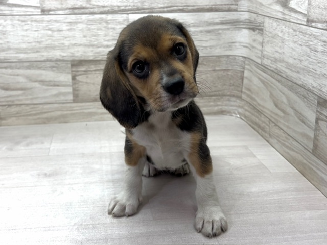 埼玉県のビーグル (かねだい桶川店/2025年6月1日生まれ/女の子/ブラックタンホワイト)の子犬の3枚目の画像