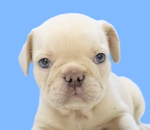埼玉県のフレンチブルドッグ (かねだい草加店/2025年5月29日生まれ/女の子/クリーム)の子犬の2枚目の画像