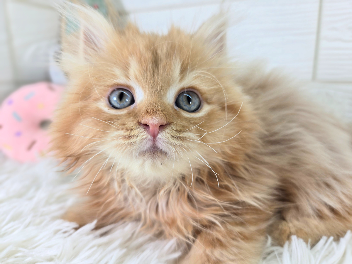 千葉県のサイベリアン (かねだいペットトライアル勝浦/2025年5月18日生まれ/男の子/レッドタビー)の子猫の3枚目の画像