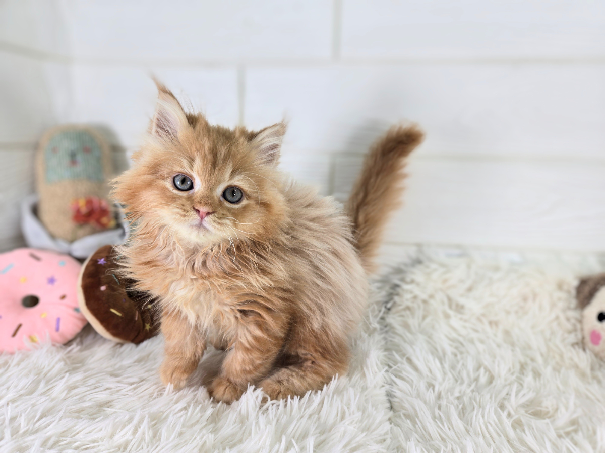 千葉県のサイベリアン (かねだいペットトライアル勝浦/2025年5月18日生まれ/男の子/レッドタビー)の子猫の1枚目の画像