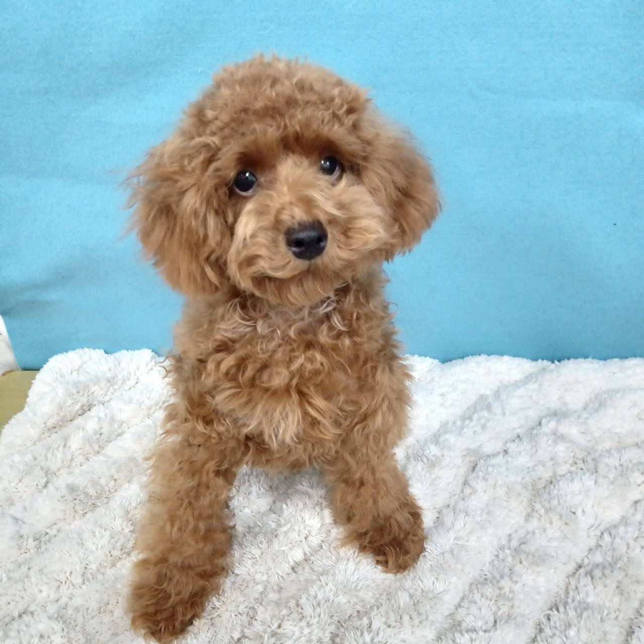 千葉県のトイプードル(トイ) (かねだい四街道店/2025年2月28日生まれ/男の子/レッド)の子犬の2枚目の画像