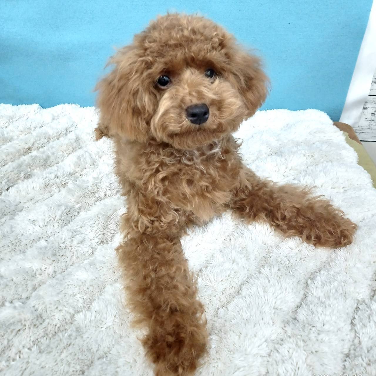 千葉県のトイプードル(トイ) (かねだい四街道店/2025年2月28日生まれ/男の子/レッド)の子犬の3枚目の画像