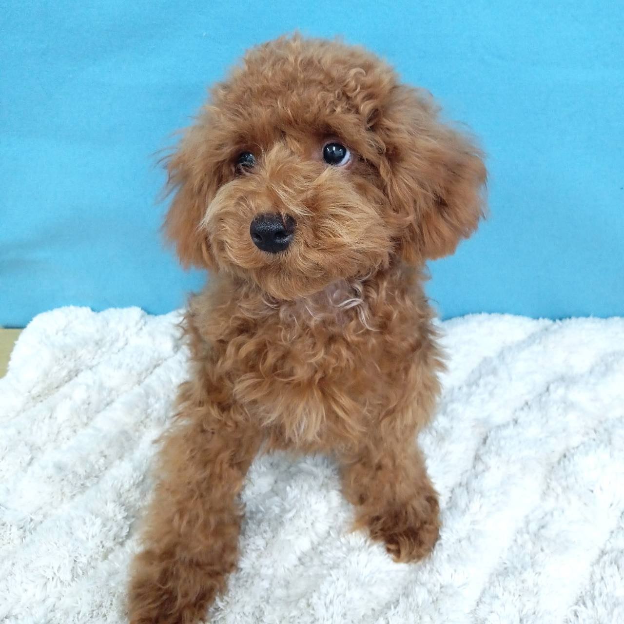 千葉県のトイプードル(トイ) (かねだい四街道店/2025年2月28日生まれ/男の子/レッド)の子犬の4枚目の画像