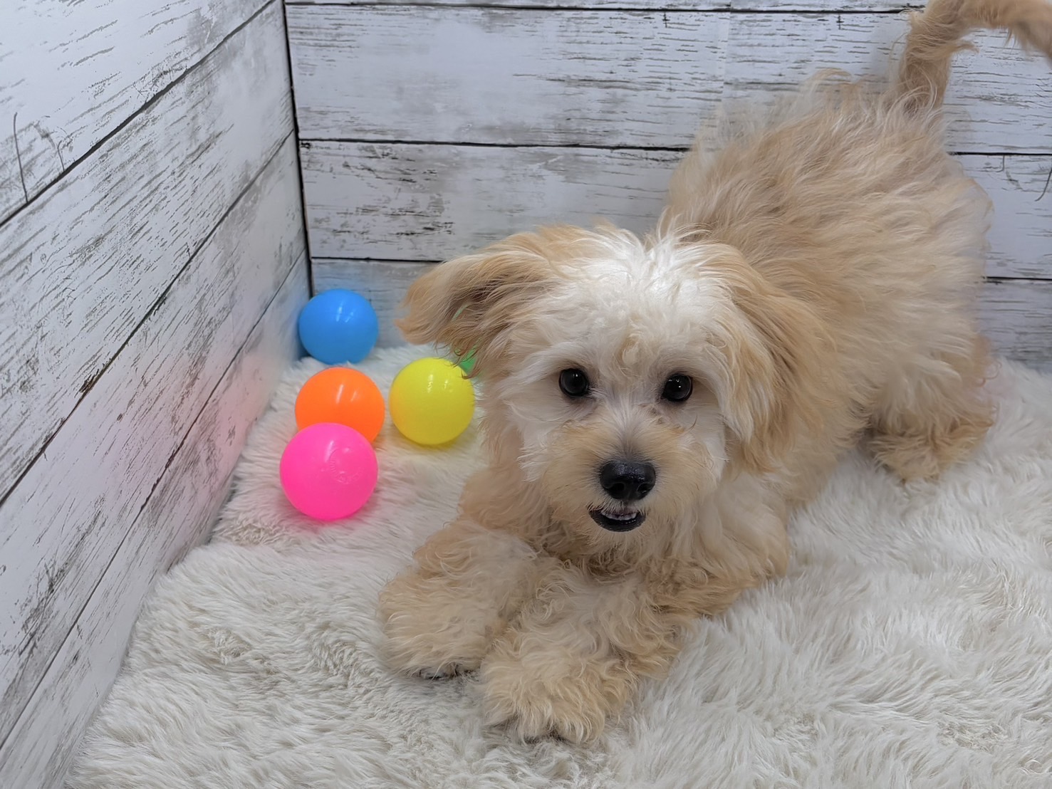 新潟県のハーフ犬・ミックス犬 (かねだいペットトライアル魚沼/2025年2月18日生まれ/男の子/フォーン)の子犬の2枚目の画像
