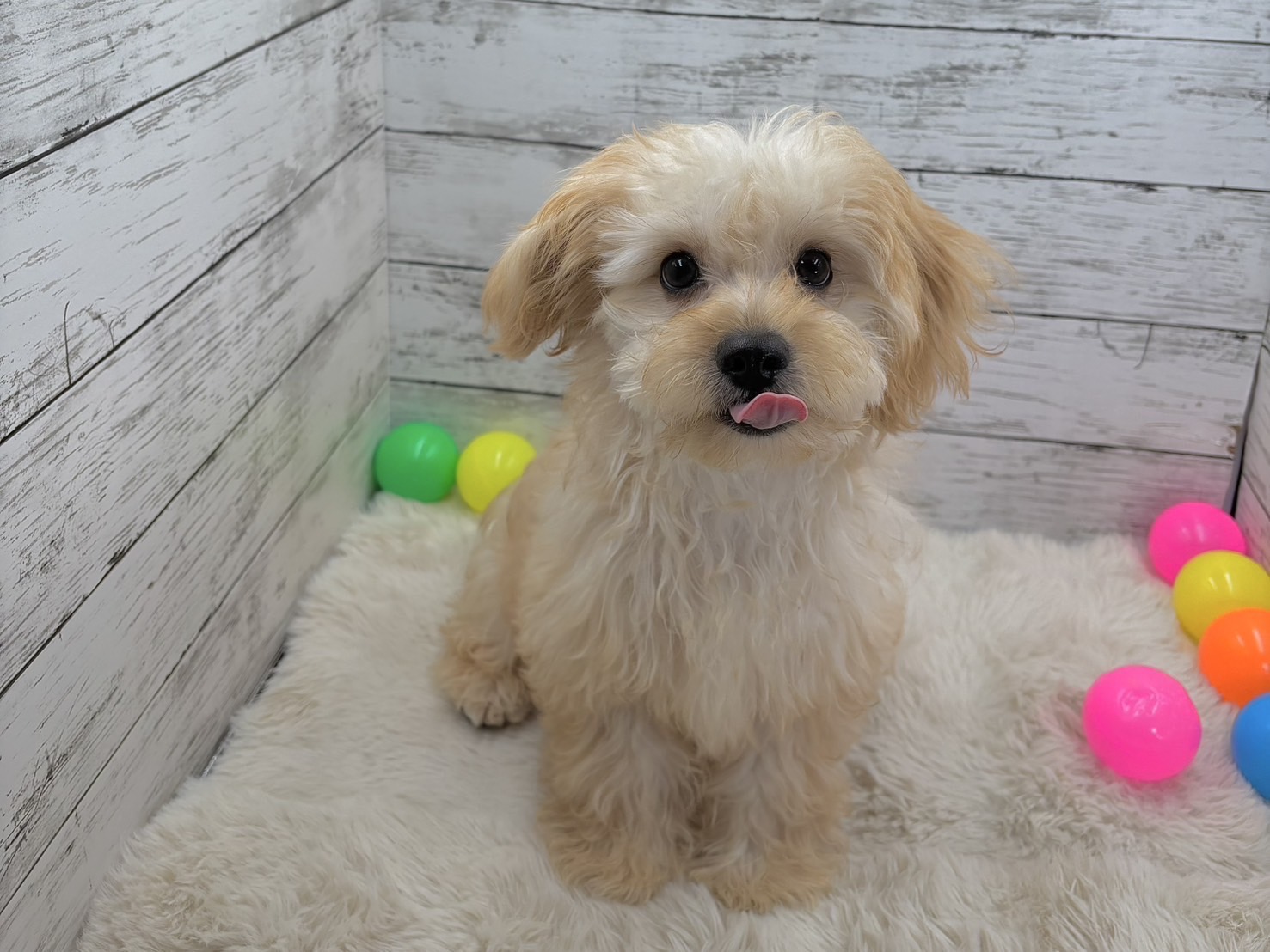 新潟県のハーフ犬・ミックス犬 (かねだいペットトライアル魚沼/2025年2月18日生まれ/男の子/フォーン)の子犬の3枚目の画像