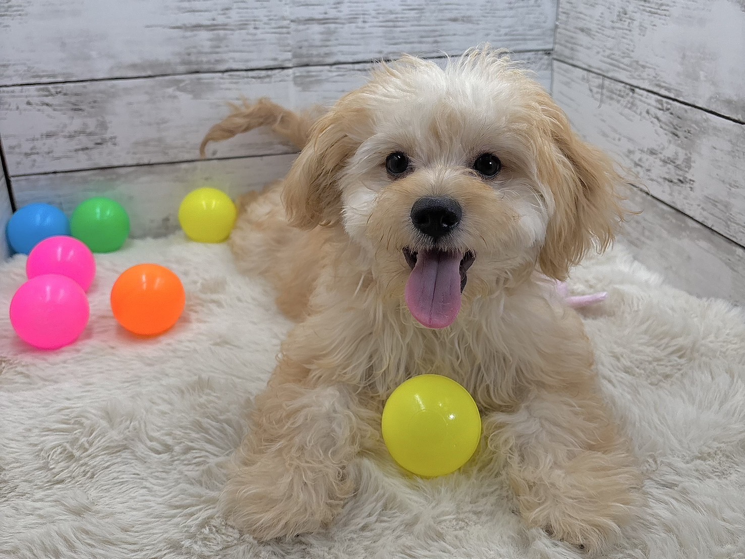 新潟県のハーフ犬・ミックス犬 (かねだいペットトライアル魚沼/2025年2月18日生まれ/男の子/フォーン)の子犬の4枚目の画像