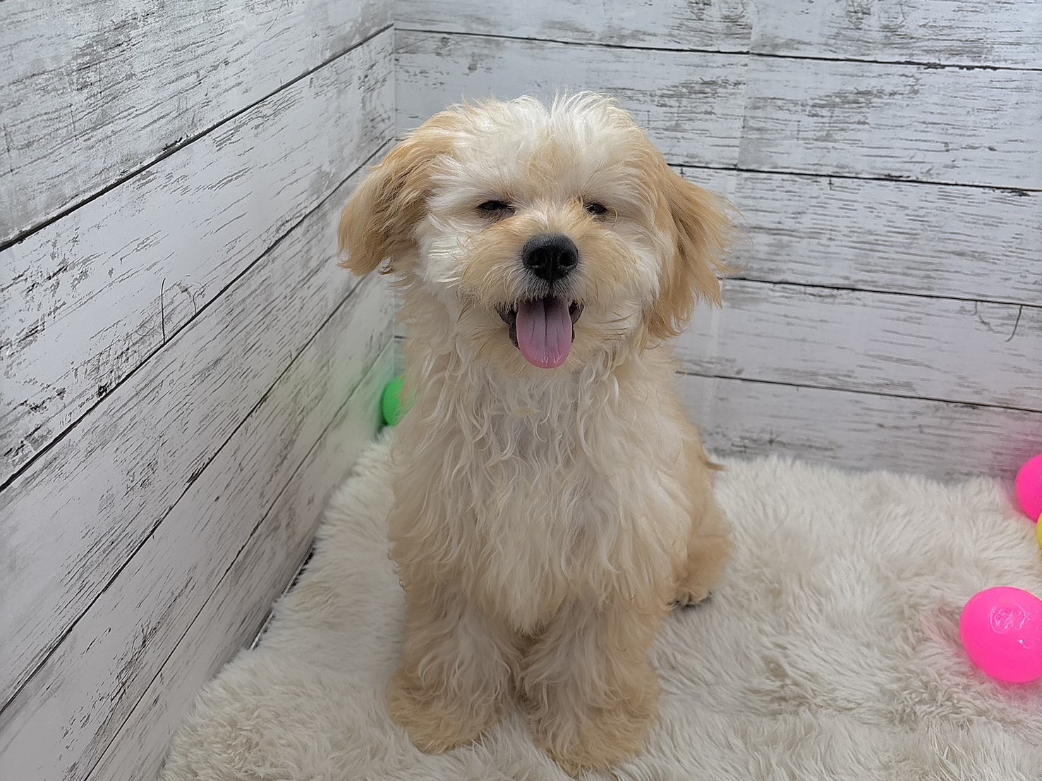 新潟県のハーフ犬・ミックス犬 (かねだいペットトライアル魚沼/2025年2月18日生まれ/男の子/フォーン)の子犬の1枚目の画像