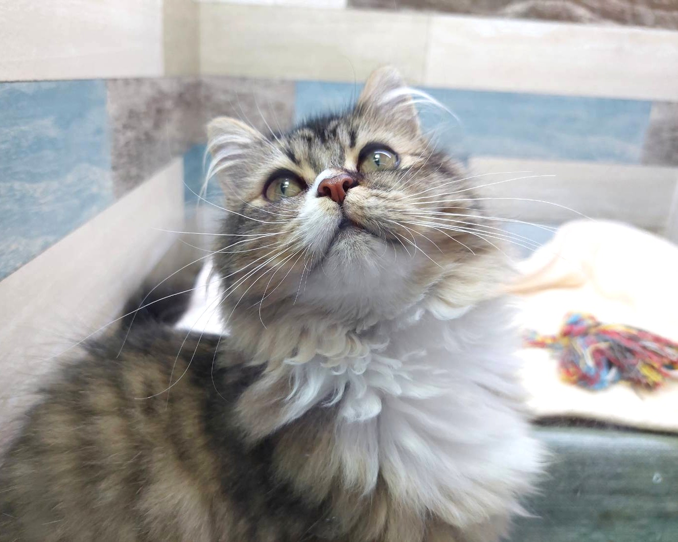 茨城県のハーフ猫・ミックス猫 (かねだいペットトライアル利根川/2025年2月24日生まれ/女の子/ブラウンタビーホワイト)の子猫の2枚目の画像