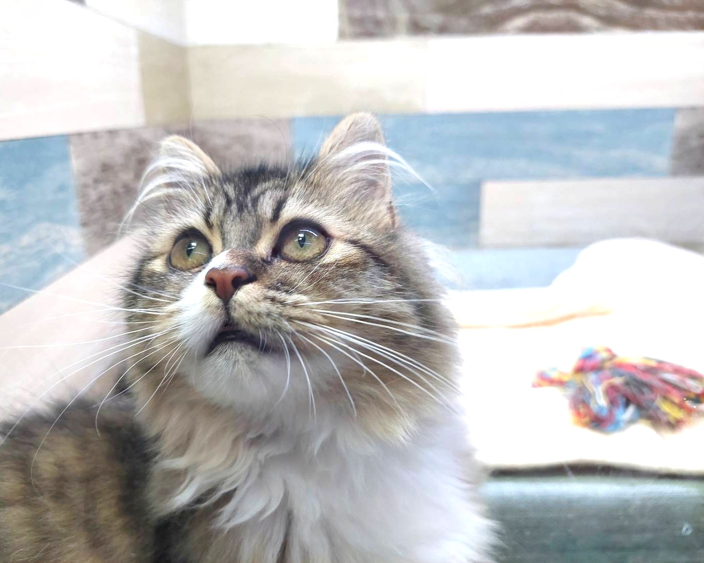 茨城県のハーフ猫・ミックス猫 (かねだいペットトライアル利根川/2025年2月24日生まれ/女の子/ブラウンタビーホワイト)の子猫の4枚目の画像
