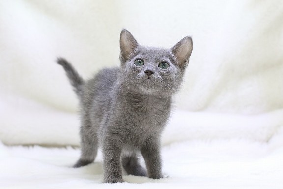 埼玉県のロシアンブルー (かねだい草加店/2025年5月29日生まれ/男の子/ブルー)の子猫の1枚目の画像