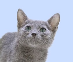 埼玉県のロシアンブルー (かねだい草加店/2025年5月29日生まれ/男の子/ブルー)の子猫の2枚目の画像