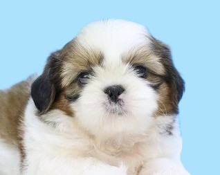 埼玉県のシーズー (かねだい草加店/2025年6月4日生まれ/男の子/ホワイトゴールド)の子犬の2枚目の画像